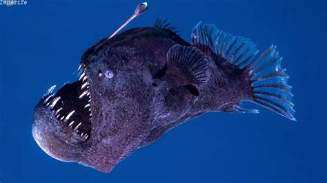 angler fish video|First.